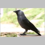 Corvus monedula - Dohle 10.jpg